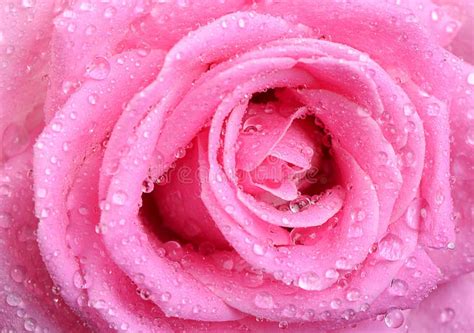 Beautiful Pink Rose With Water Drops Stock Image Image Of Garden