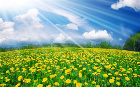 Dandelion Field In Summer Wallpapers And Images Wallpapers Pictures