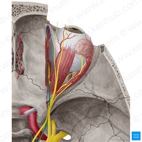 Trochlear And Abducens Nerve Anatomy Course Functions Kenhub