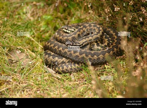 Adder Scotland Hi Res Stock Photography And Images Alamy