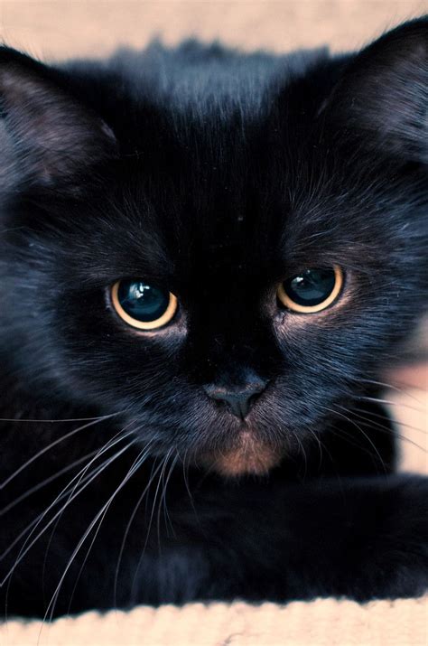 Black Kittentoo Cute And Totaly Not Bad Luckif Anything They Are Good
