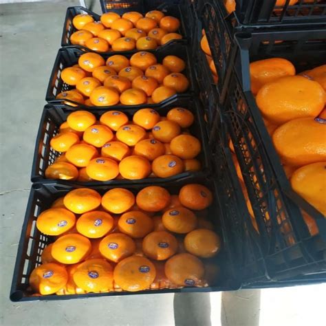 Baby Mandarin Orange Fresh Mandarin Orange For Salesouth Africa Price