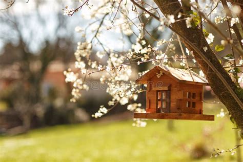 Wood Cabin Birdhouse For Birds In Tree In Spring Stock Image Image Of