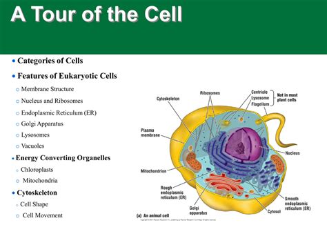 Eukaryotic Animal Cell Structure Eukaryotic Cells Def