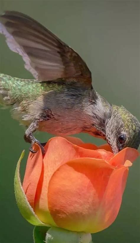 Pin By Ane Castro On Cute Birds ♡♥ Beautiful Birds Animals Beautiful