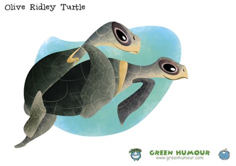 Green Humour Olive Ridley Turtle Caricature