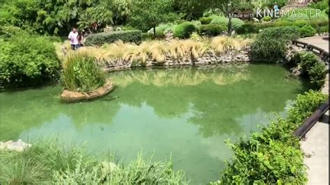Maybe you would like to learn more about one of these? Chinese Tea Garden, San Antonio, TX USA - YouTube