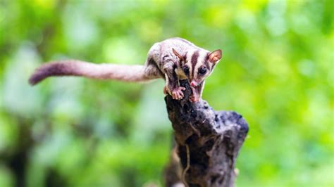 As with any animal, sugar gliders have certain drawbacks that you should consider. Sugar Gliders Are Nature's Cutest Little Daredevils | HowStuffWorks