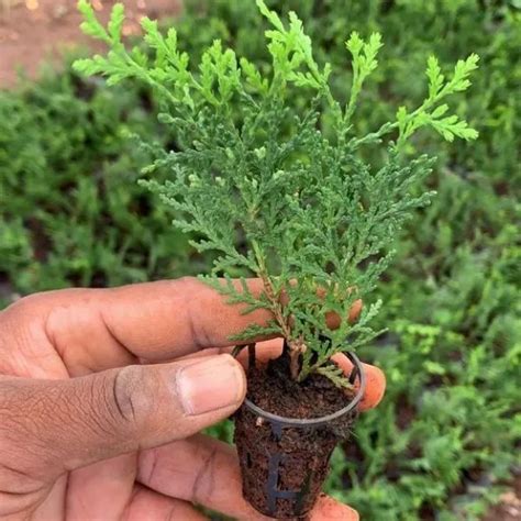 Golden Thuja Plant Sapling 1pc