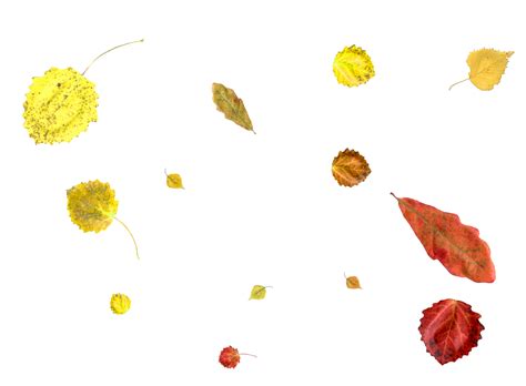Bright And Colorful Falling Autumn Leaves 36468695 Png