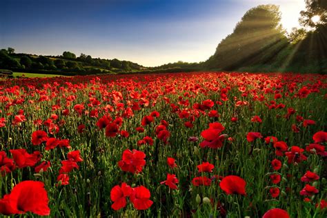 Download Sunbeam Field Summer Red Flower Flower Nature Poppy Hd Wallpaper