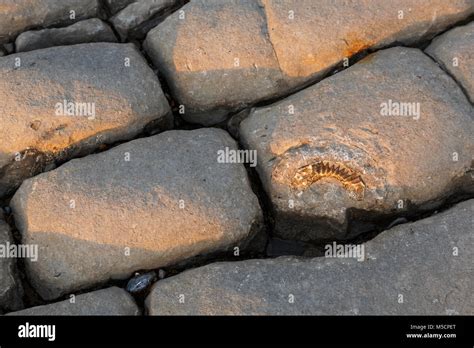 Dunraven Fossil Hi Res Stock Photography And Images Alamy