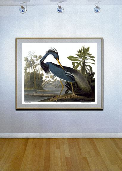 audubon louisiana heron 30x44 hand numbered edition fine art print ebay