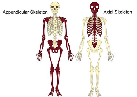 The Axial And Appendicular Skeleton The Skeleton And Bones Anatomy