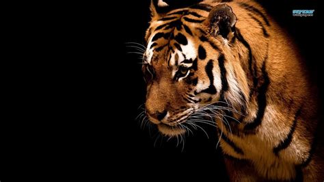 Bebas pakai untuk iklan siap pakai tanpa perlu atribut. Wallpaper Harimau | Gambar dan Wallpaper