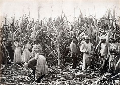 Tracy K Smith Photo Of Sugar Cane Plantation Workers Jamaica 1891