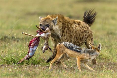 Interesting Facts About Hyenas And Their Adaptations Hyaenidae