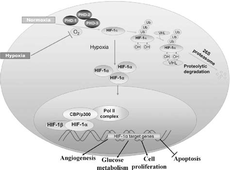 Regulation Of Hif Stabilization Is Oxygen Dependent Role Of Phds