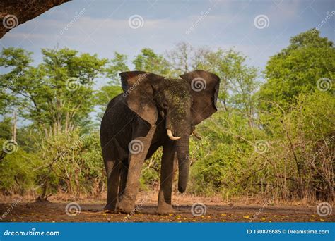 Elephant Flapping Its Ears Stock Image Image Of Length 190876685