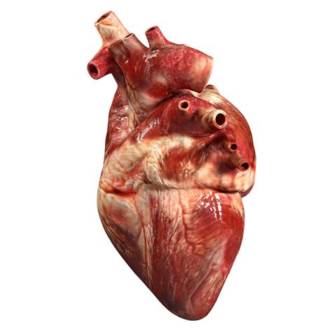 Accurate Human Heart 3d Model Obj 3ds Fbx Blend Dae Mtl