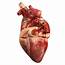 Accurate Human Heart 3D Model OBJ 3DS FBX BLEND DAE MTL  CGTradercom