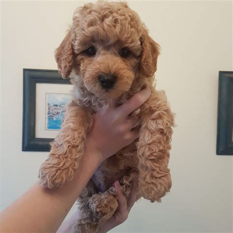 Poodle puppies for sale in usa are good family dogs. Apricot Miniature Poodle Puppies- Now All Sold | Aberdare ...