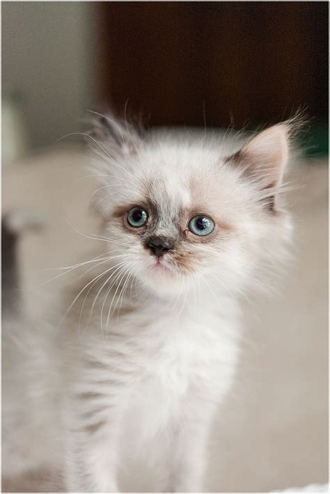 You can find it in senecaville just 5 miles north karmacoons, rivercats maine coons, beachcoons maine coons and colossal cats offer kittens. Ragamuffin Kitten Columbus Ohio Krista Piper | Ragamuffin ...