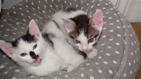 During their first year, cats age to the human equivalent of 15. 2 Kittens for sale 1 boy 1 girl. 9 weeks old | Dudley ...