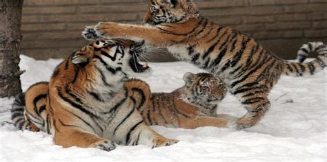 Reproduction Panthera Tigris