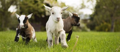 Baby Goats Born News From The Olde House