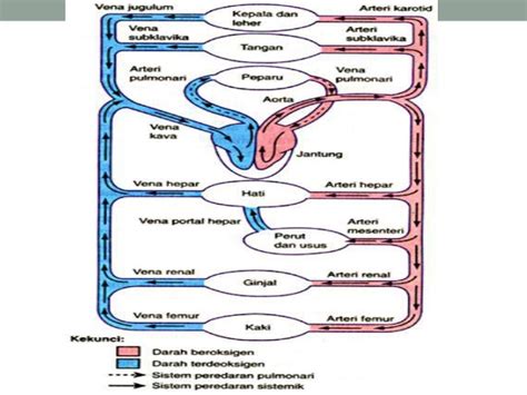 Sistem peredaran darah terbuka artinya dalam peredarannya, darah dan cairan lainnya tidak selamanya beredar atau berada di dalam pembuluh darah. ORGAN & MEKANISME PEREDARAN DARAH MANUSIA