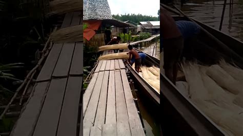 Klik pada gambar thumbail untuk mengunduh gambar ukuran penuh. Daun Nipah atau rokok nipah - YouTube