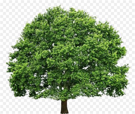 We provide millions of free to download high definition png images. Transparenten Hintergrund Baum Png - inselstaat im pazifik