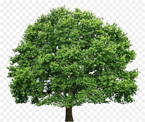 Frame transparentem hintergrund ornament transparent design banner rahmen png hintergrund muster. Transparenten Hintergrund Baum Png - inselstaat im pazifik