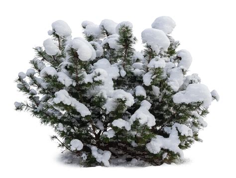 Cut Out Evergreen Bush Covered With Snow Vishopper