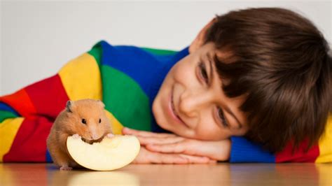 Teaching Children To Care For Pets Hamster Edition