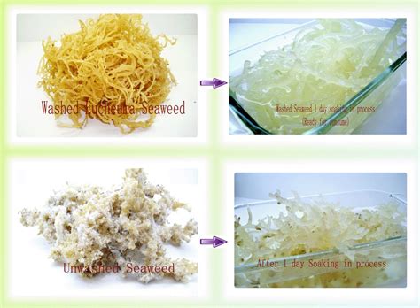 Ibu Kolagen Marin Asli Dari Semporna Sabah Pure Marine Collagen From