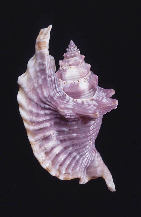 41 Best Conch Shells Ideas Shells Conch Sea Shells