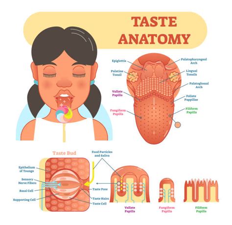 Taste Bud Illustrations Royalty Free Vector Graphics And Clip Art Istock