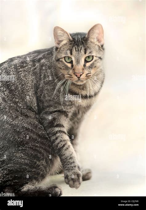 Male Black Tabby American Shorthair Cat Stock Photo Alamy