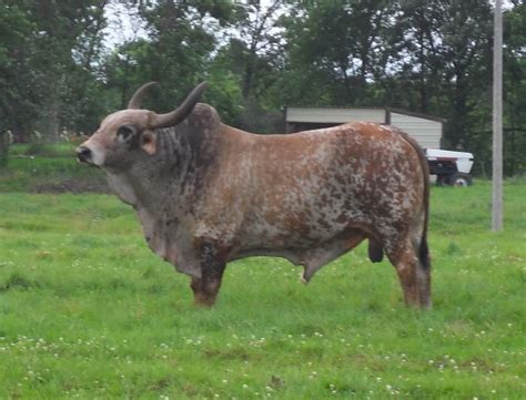 Gorgeous Brahma Cross Bull Cattle Ranching Bull Cow Pbr Bull Riding