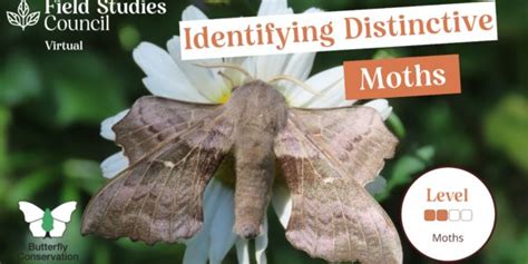 british day flying moths identification guide fsc moths guide