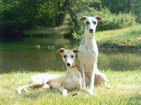 Whippet Breed Overview Get Complete Guide Pets Nurturing