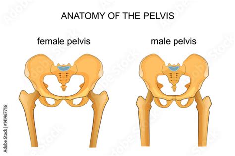 Comparison Of The Skeleton Of The Male And Female Pelvis Stock Vector