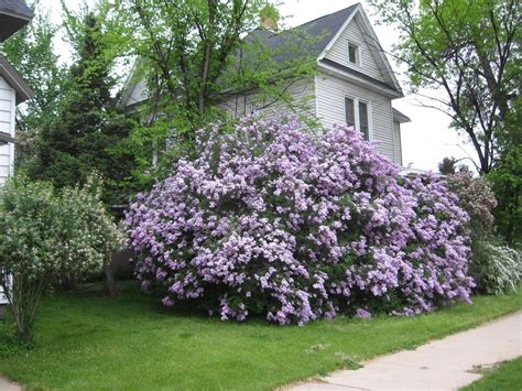 The Truth Behind Lilac Bushes Orangebean Indiana