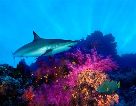 The caribbean reef shark (carcharhinus perezi) is a species of requiem shark, belonging to the measuring up to 3 m (9.8 ft) long, the caribbean reef shark is one of the largest apex predators in. Caribbean Reef Shark Carcharhinus Photograph by Panoramic ...