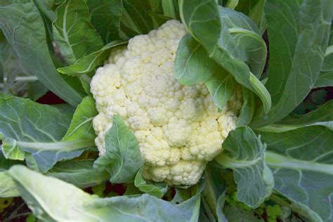 How To Grow Cauliflower Successfully Tips And Tricks