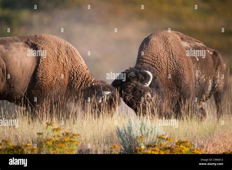 Bison Bison Two Bison Mating Hi Res Stock Photography And Images Alamy