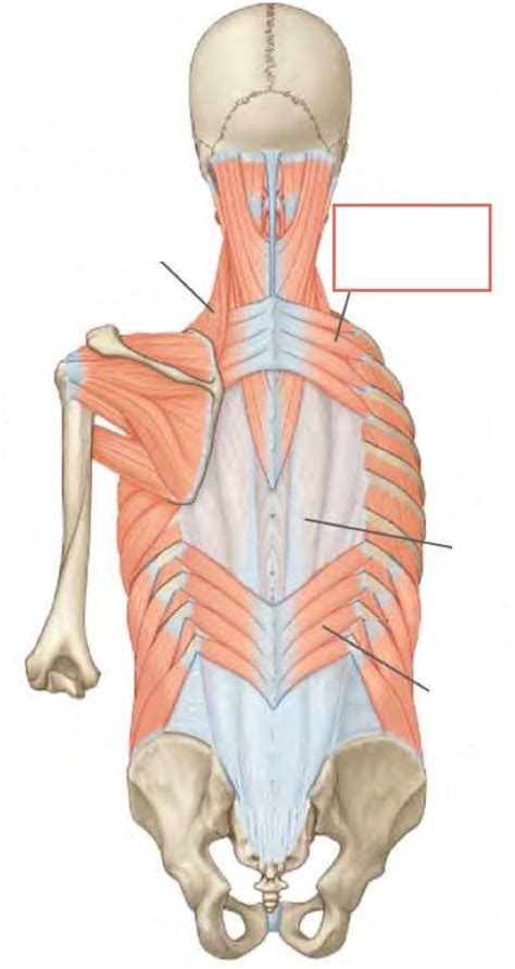 Anatomy Of Back Intermediate Muscles Diagram Quizlet