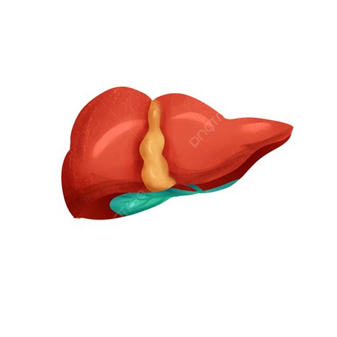 Human Tissue Clipart PNG Images, Human Tissues And Organs, Human Tissue